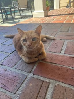 Polly, 13-year-old kitty